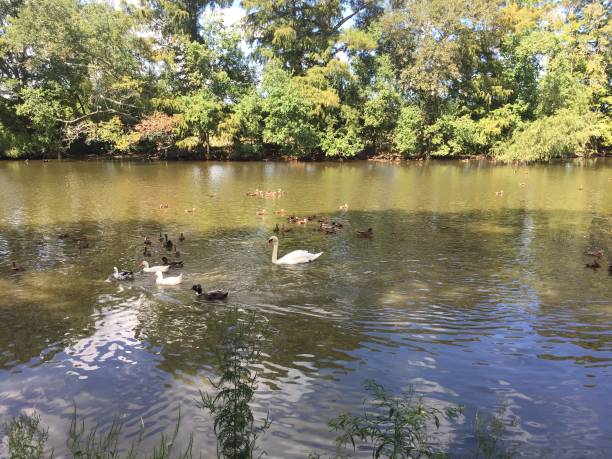 istock swamp ducks and swan 896745322