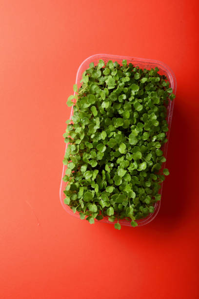 micro green in scatola, cibo sano - 16377 foto e immagini stock