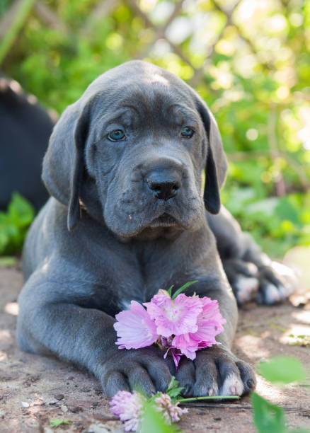 istock Gray Great Dane dog puppy sniffs a flower outdoor 896746182