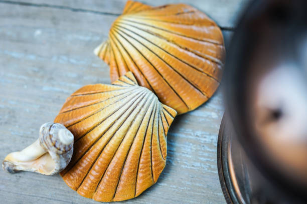 istock Two big orange seashells on wooden aged grey background. 896749420
