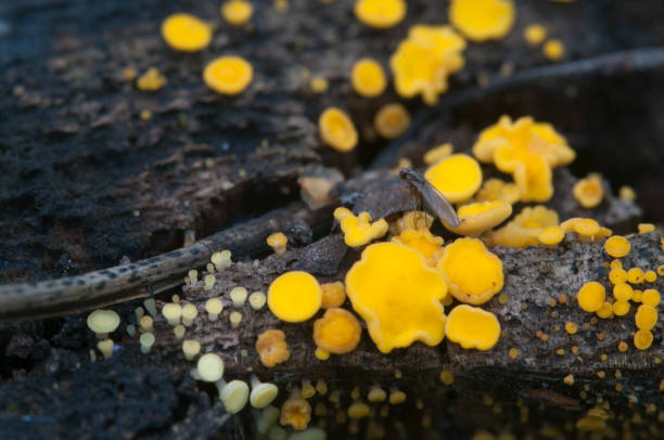 istock Bisporella citrina [Calycella citrina], macro shot 896749972