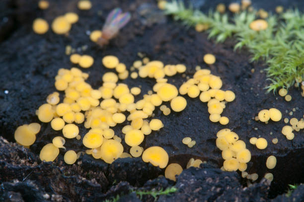 istock Bisporella citrina [Calycella citrina], macro shot 896750030