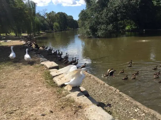 Photo of goose flapping wings