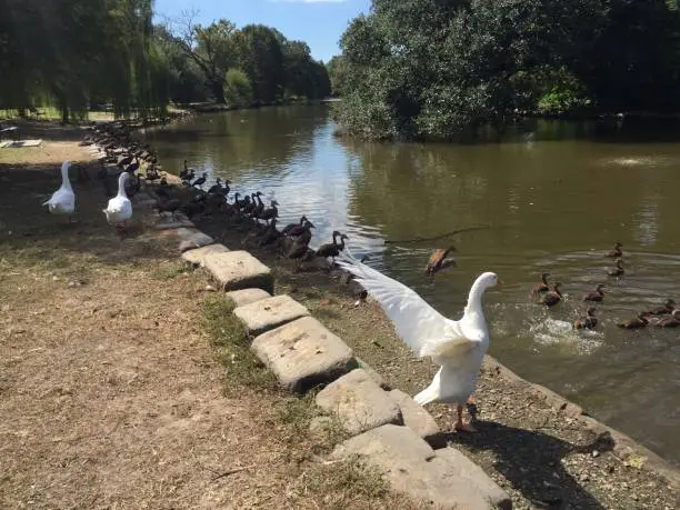 Photo of goose flapping wings