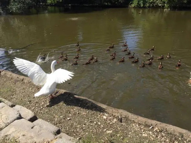 Photo of goose flapping wings