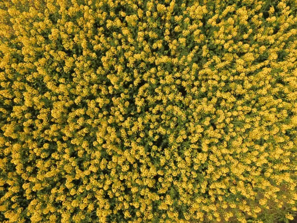 Aerial photography bird eye view of yellow flowers and land farmland and nature landscape