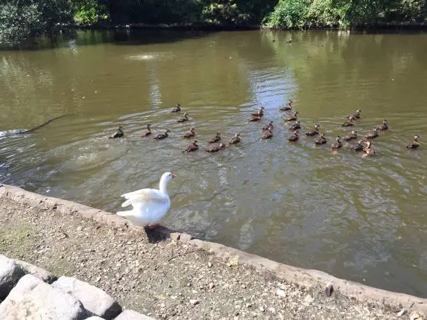 Photo of goose flapping wings