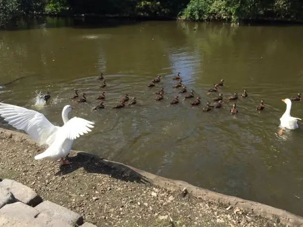 Photo of goose flapping wings