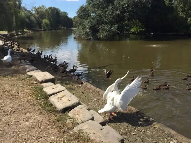 Photo of goose flapping wings