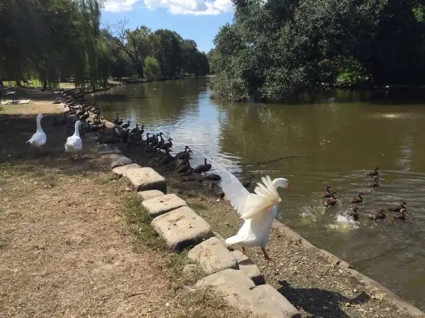 Photo of goose flapping wings