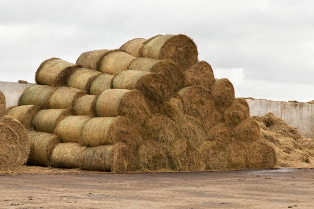 istock Stocks of hay for cows. 896770152