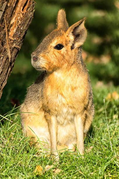 istock Patagonian hare or Mara 896772238