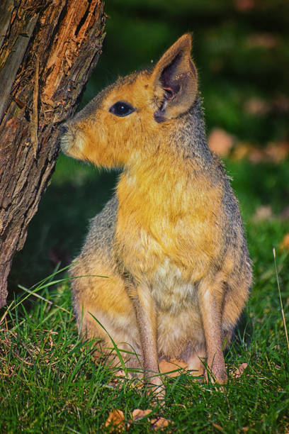 istock Patagonian hare or Mara 896772278