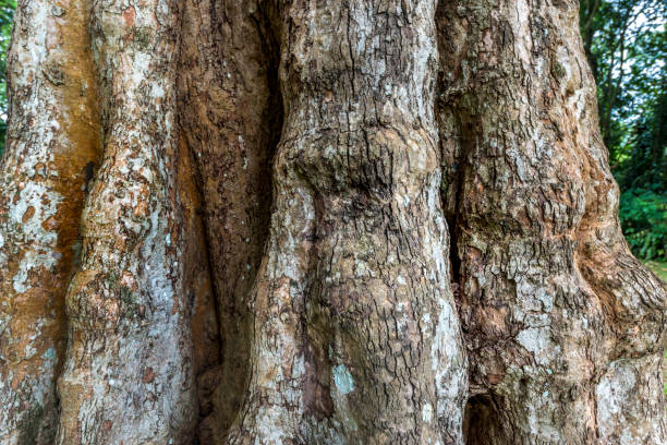 Rustic wooden cork texture of a large tree, background