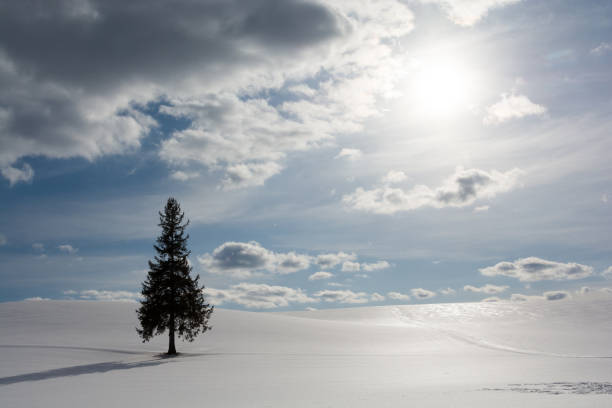 istock Reflecting snowy field and pine tree in Biei 896782688