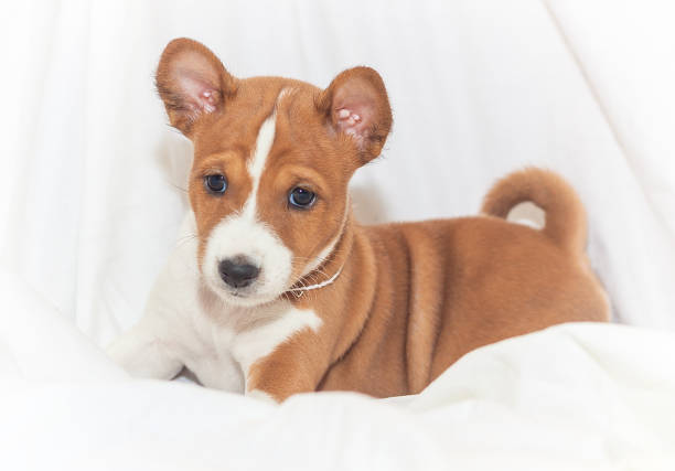 아름 다운, 귀여운 강아지 개 없는 개 짖는 basenji 사육 - 바센지 뉴스 사진 이미지