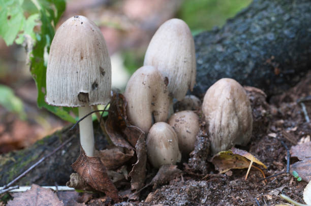 istock Coprinus atramentarius mushrooms 896789378