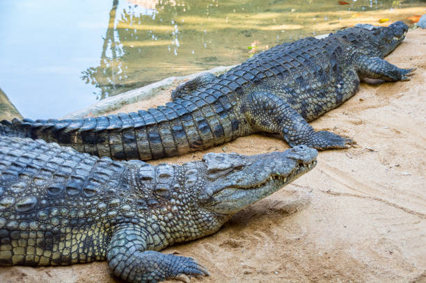 istock Alligator near water 896791112