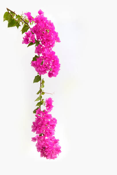 istock Bougainvilleas on white background. 896796566