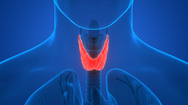 anatomia de glândulas do corpo humano (glândula tireoide) - ilustração biomédica - fotografias e filmes do acervo