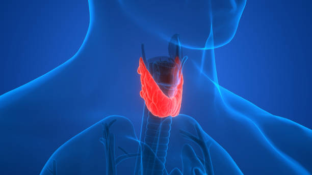 istock Human Body Glands Anatomy (Thyroid Gland) 896796696