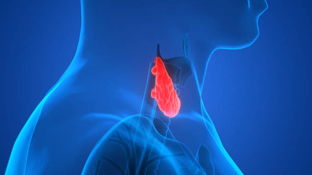istock Human Body Glands Anatomy (Thyroid Gland) 896796798