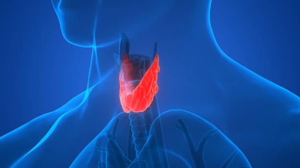 istock Human Body Glands Anatomy (Thyroid Gland) 896799036