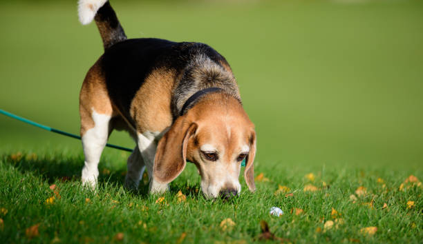 istock Searching and finding golf ball. Beagle dog in fall park 896799290