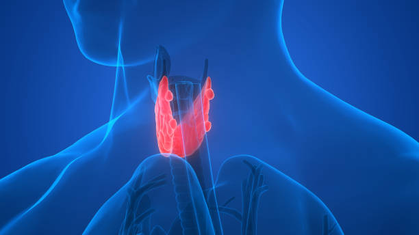 istock Human Body Glands Anatomy (Thyroid Gland) 896799292