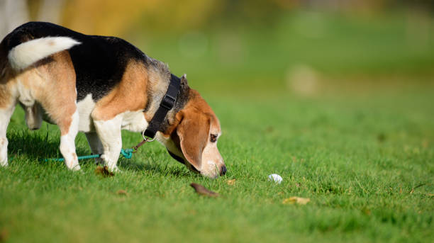 istock Searching and finding golf ball. Beagle dog in fall park 896799418