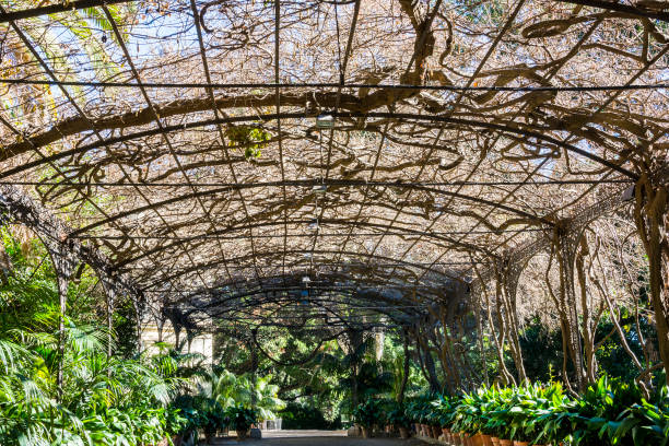 istock Pergola covered in wisteria in botanical garden 896799682