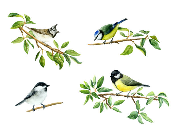 tit birds on apple tree vector art illustration