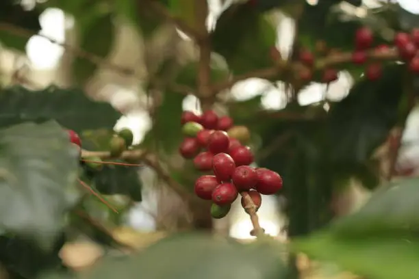 ripe, red coffee beans or berries on a coffee plant or bush ready to be harvested from a wild plant in northern Thailand, Southeast asia