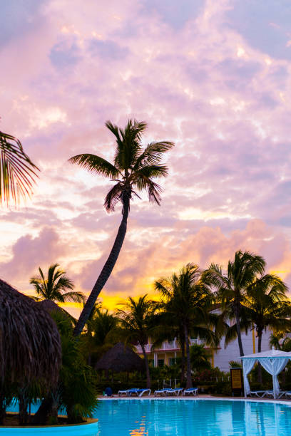 istock Blue pink and red sunset over sea beach with palmtree silhouette 896814844