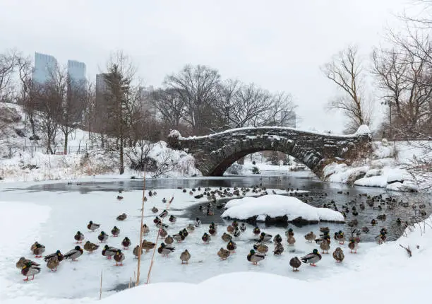 Photo of Gapstow Bridge, Central Park, New York