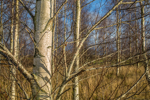 Closeup of birch tree
