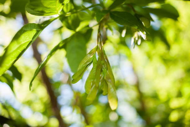 istock Spring blurred background with soft focus with leaves and alder seeds. 896828402
