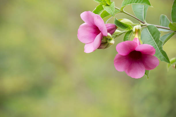 Allamanda Cathartica Flower In winter.Romantic Concept.