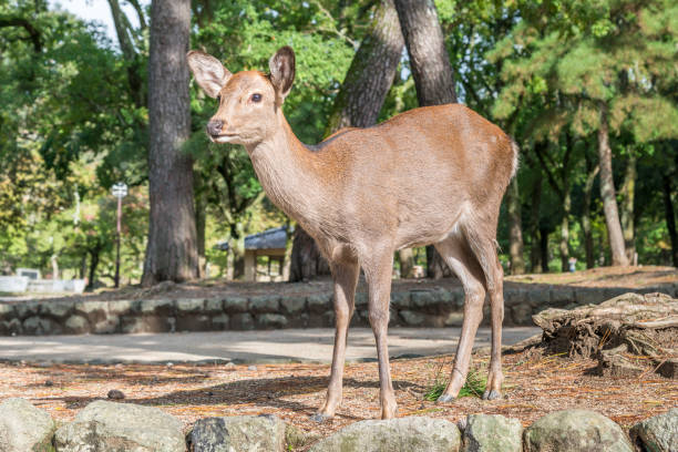 istock Deer at Nara National Park, Japan 896831918