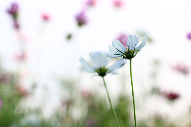 white cosmos flower on pastel color style for background
