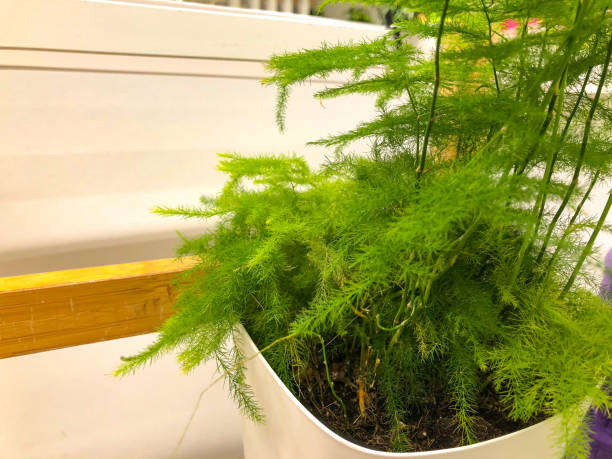 istock Potted plant at home 896842324