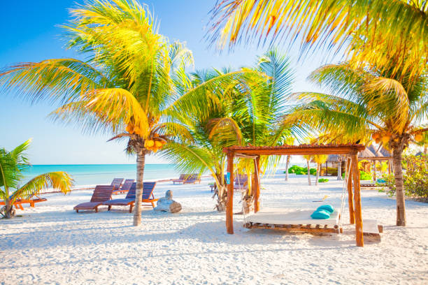 istock Exotic tropical empty sandy beach with umbrellas and beach beds surrounded by palm trees 896842514