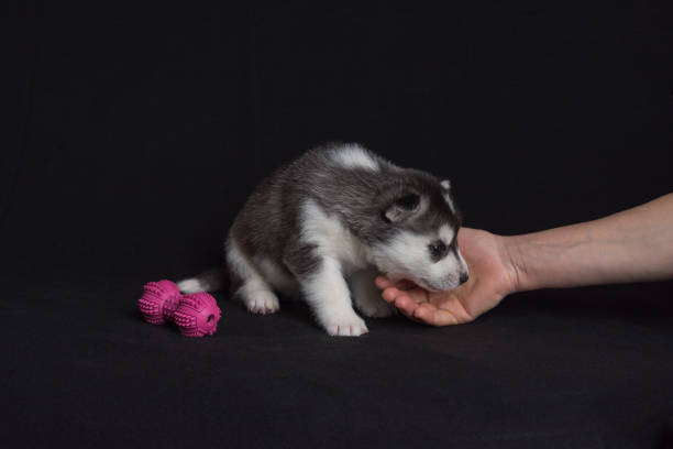 istock Husky puppy plays with woman's hand 896843000