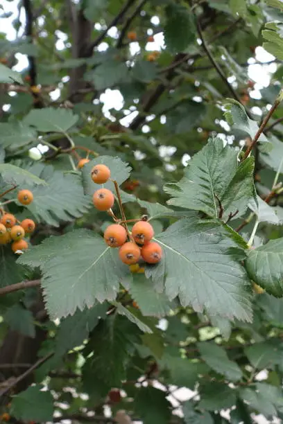 Branch of Sorbus aria with fruits and leaves