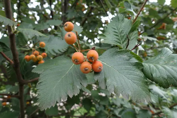 Leafage and unripe fruits of whitebeam tree