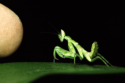 Close up human finger playing with praying mantis on green leaf (black background)