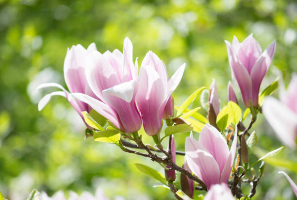 istock Spring floral background with magnolia flowers 896845808