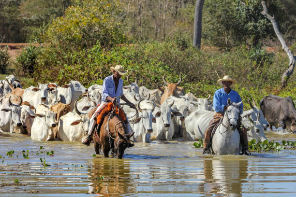 Pocone, Brazil : cowboy riding on horse is herding cattle in Pantanal wetlands in Brazil. The Pantanal Wetlands are the largest tropical wetlands in the world."n"n cowboy herding cattle in Pantanal Wetlands Brazil bioreserve photos stock pictures, royalty-free photos & images