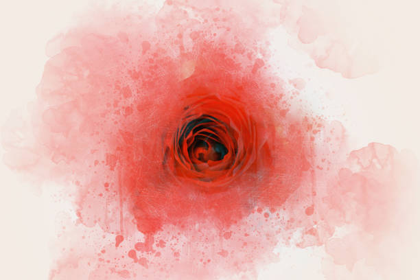 abstrakte schöne rote weiche rose blume auf aquarell hintergrund. - seamless flower paper rose stock-fotos und bilder