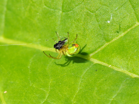 The green spider Araniella cucurbitina with prey